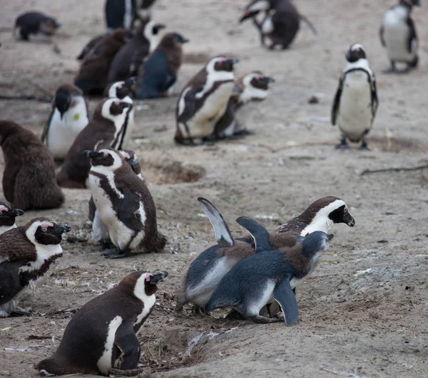 Familia de pingüinos africanos: madre alimenta a sus dos recién nacidos pollos. Ciudad del Cabo. Sudafrica . — Foto de Stock