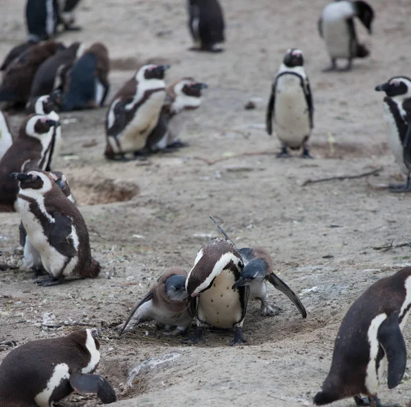 Familia de pingüinos africanos: madre alimenta a sus dos recién nacidos pollos. Ciudad del Cabo. Sudafrica . — Foto de Stock