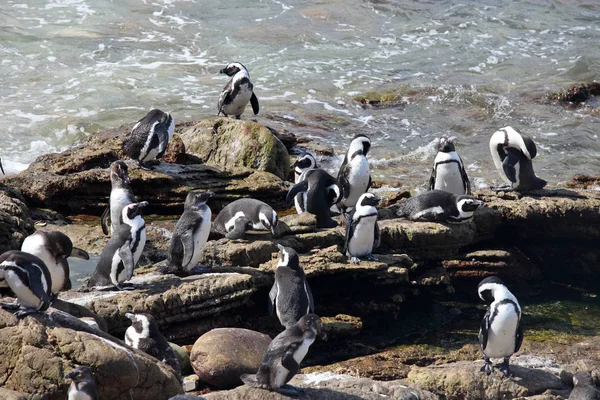 Colonia Pingüino africano Spheniscus demersus en Boulders Beach cerca de Ciudad del Cabo Sudáfrica nadar y sentarse disfrutando del sol . — Foto de Stock