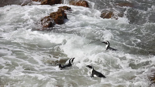 Tres pingüinos africanos Spheniscus demersus en Boulders Beach cerca de Ciudad del Cabo Sudáfrica nadando en espuma de agua del océano y disfrutando del sol — Foto de Stock