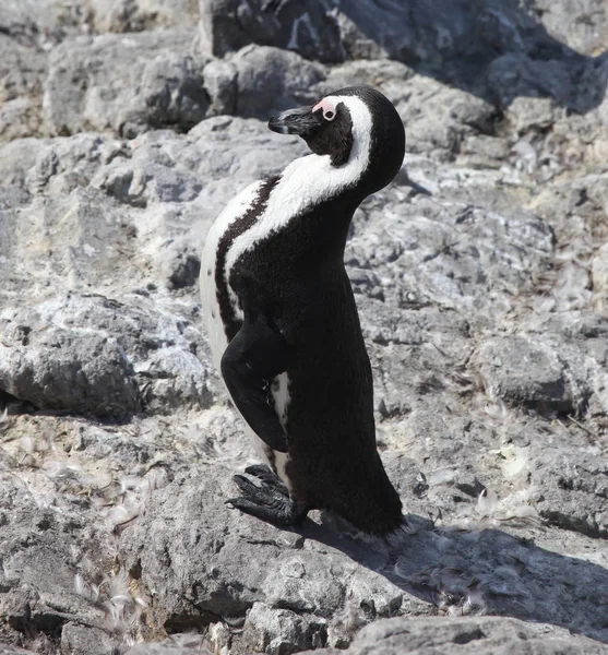 Orgoglioso pinguino africano Spheniscus demersus sulla spiaggia di Boulders vicino a Città del Capo Sud Africa rilassante al sole — Foto Stock