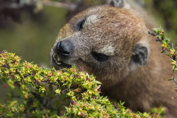 Retrato de primer plano de una roca Hyrax Procavia capensis en Sudáfrica. Ciudad del Cabo, Montaña de Mesa. Dassie. — Foto de Stock