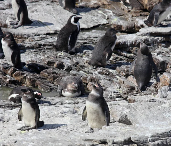 Colonia Pingüino africano Spheniscus demersus en Boulders Beach cerca de Ciudad del Cabo Sudáfrica nadar y sentarse disfrutando del sol . — Foto de Stock