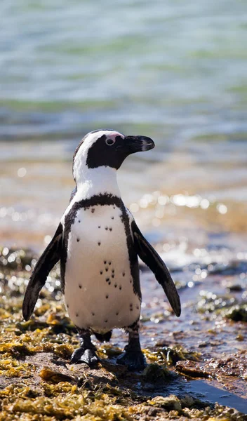 Африканский пингвин Spfiscus demersus на пляже Boulders Beach недалеко от Кейптауна в ЮАР, отдыхающий на солнце на камнях и водорослях — стоковое фото