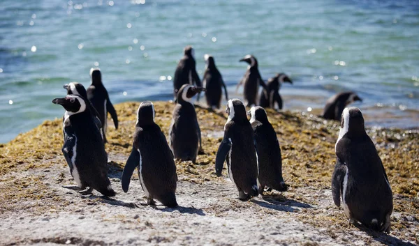 Colonia Pingüino africano Spheniscus demersus en Boulders Beach cerca de Ciudad del Cabo Sudáfrica relajarse al sol en piedras y algas sol día — Foto de Stock