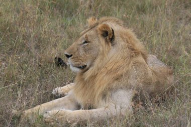 Erkek aslan Masai Mara, Kenya dinlenme kuru ot, yalan
