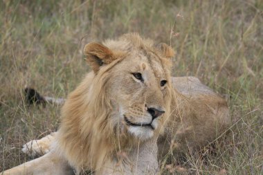 Erkek aslan Masai Mara, Kenya dinlenme kuru ot, yalan