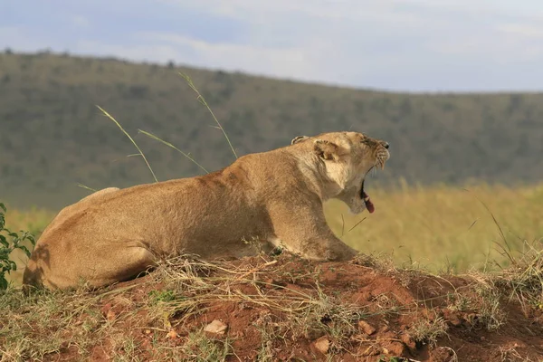 Leão famale deitado na grama seca descansando e bocejando em Masai Mara, Quênia — Fotografia de Stock