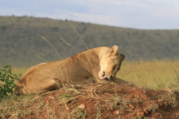 Leão famale deitado na grama seca descansando e lambendo sua pata em Masai Mara, Quênia — Fotografia de Stock