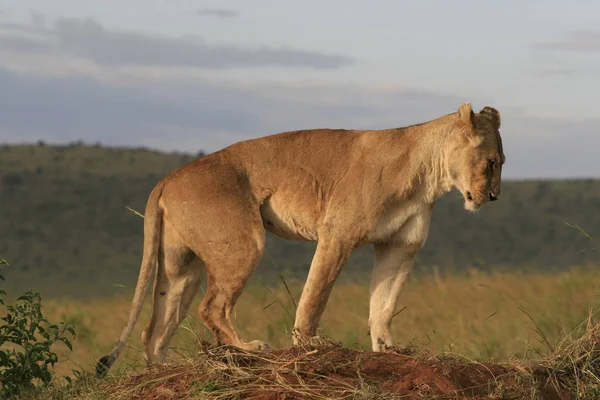 Leão famale deitado na grama seca descansando e se alongando em Masai Mara, Quênia — Fotografia de Stock