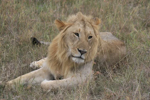 Male lion lying in the dry grass resting in Masai Mara, Kenya — Stock Photo, Image