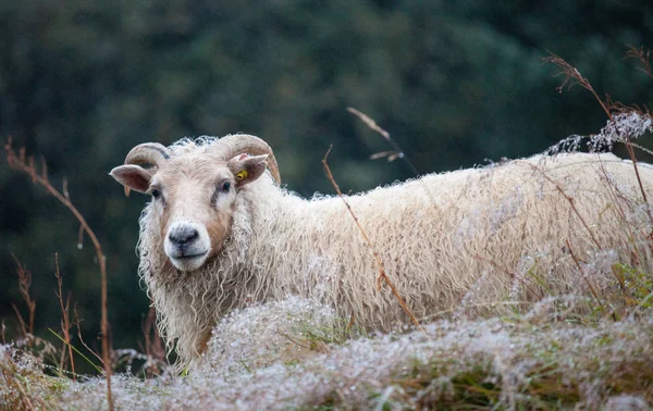 Hezká velká bílá ovce s dlouhými rohy, která se na tebe dívá zblízka — Stock fotografie