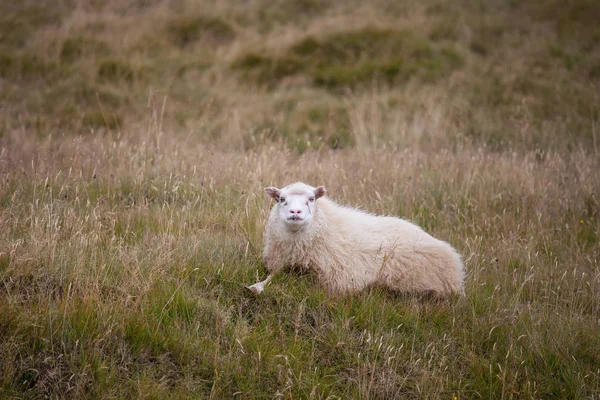 Cute Big White ram owiec pastwisku na polu i patrząc z zainteresowaniem. — Zdjęcie stockowe