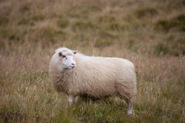 Bonito grande carneiro branco ovelhas pastando no campo e olhando com interesse . — Fotografia de Stock