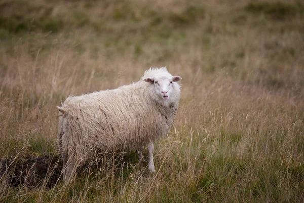 Sahada sevimli büyük beyaz koç koyun otlatma ve ilgi ile bakıyor. — Stok fotoğraf