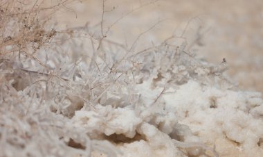 Dead Sea 'de ölü deniz tuzu taşları ve kristaller. Makro fotoğraf. İsrail