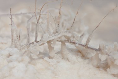 Dead Sea 'de ölü deniz tuzu taşları ve kristaller. Makro fotoğraf. İsrail