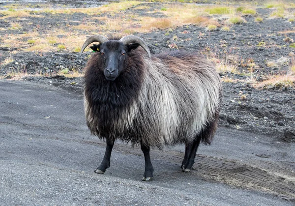 Grande carneiro preto bonito ovelhas de pé na estrada e olhando com interesse . — Fotografia de Stock