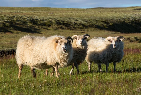 Schattige grote witte RAM schapen grazen in het veld en op zoek met belangstelling. — Stockfoto