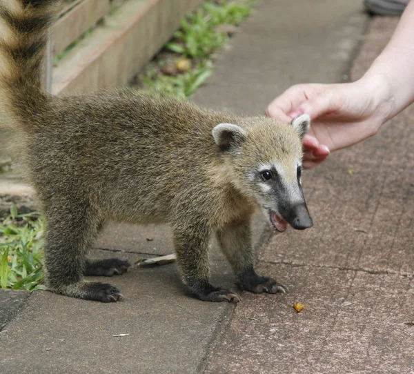 Coati sud-américain, Nasua avec un long nez et une expression mignonne du visage. Brésil — Photo