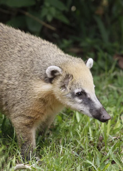 Coati sud-américain, Nasua avec un long nez et une expression mignonne du visage. Brésil — Photo