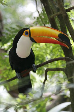 Parlak turuncu gagalı ve mavi gözlü toco toucan'ın yakın çekim portresi. Ramphastos toco. Brezilya. ıguazu.