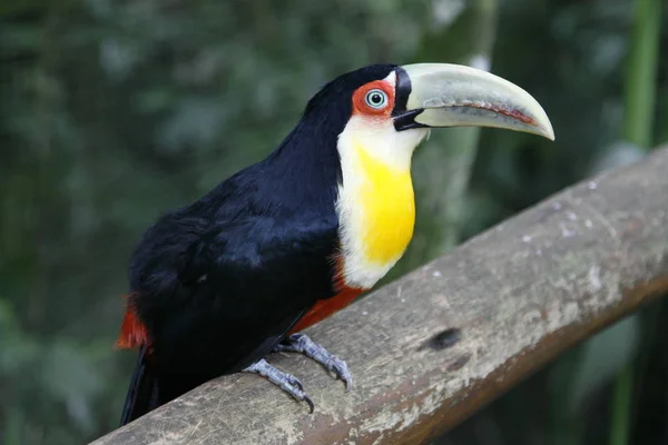 Parlak yeşil gagalı ve yeşil gözlü toco toucan'ın yakın çekim portresi. Ramphastos toco. Brezilya. ıguazu. — Stok fotoğraf