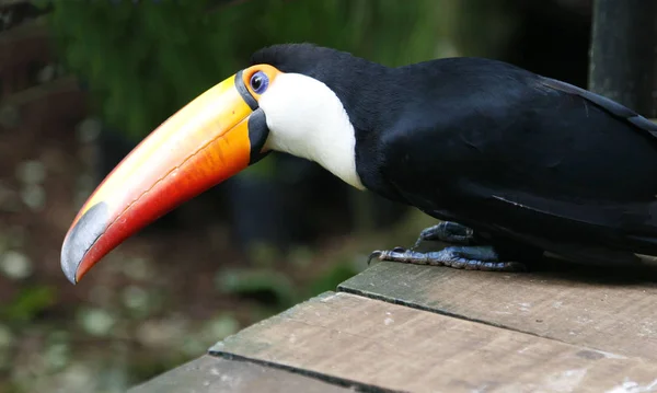 Nahaufnahme des Toco-Tukan mit leuchtend orangefarbenem Schnabel und blauen Augen. ramphastos toco.brazil. Leguazu. — Stockfoto