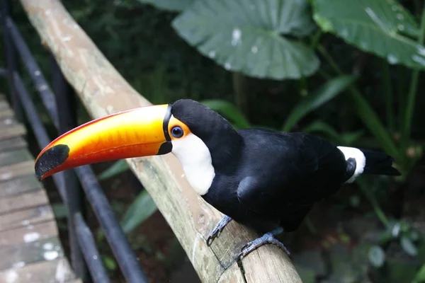 Gros plan portrait du toucan toco avec bec orange vif et yeux bleus. Ramphastos toco.Brazil. Iguazu . — Photo