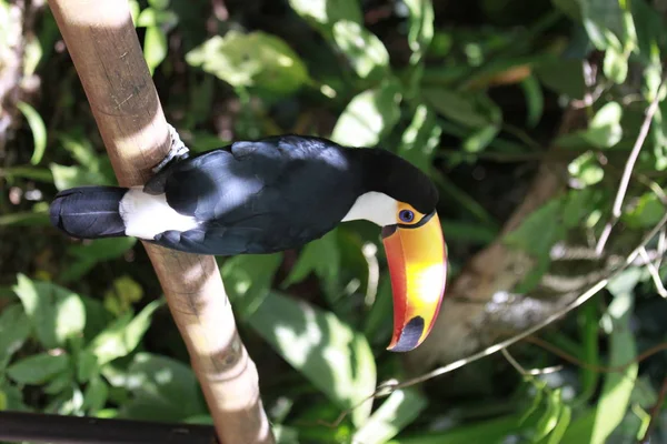 Nahaufnahme des Toco-Tukan mit leuchtend orangefarbenem Schnabel und blauen Augen. ramphastos toco.brazil. Leguazu. — Stockfoto