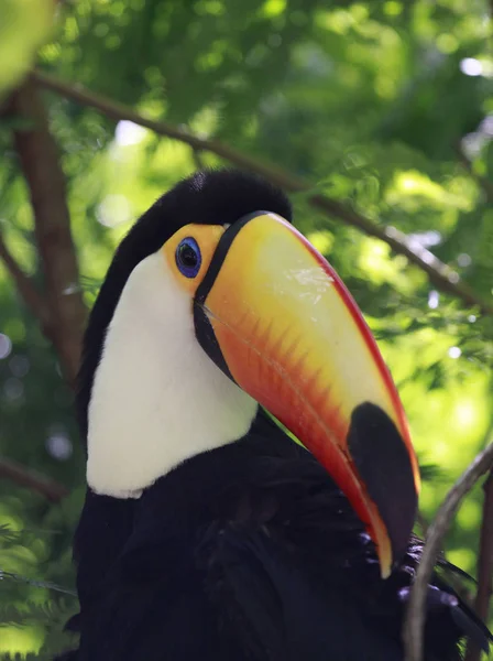 Gros plan portrait du toucan toco avec bec orange vif et yeux bleus. Ramphastos toco.Brazil. Iguazu . — Photo