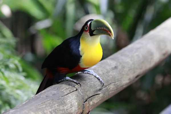 Nahaufnahme des Toco-Tukanes mit leuchtend grünem Schnabel und grünen Augen. ramphastos toco.brazil. Leguazu. — Stockfoto