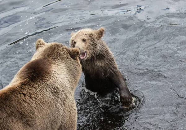 Cute family of brown bear mother bear and its baby playing in the dark water. Ursus arctos beringianus. Kamchatka bear.