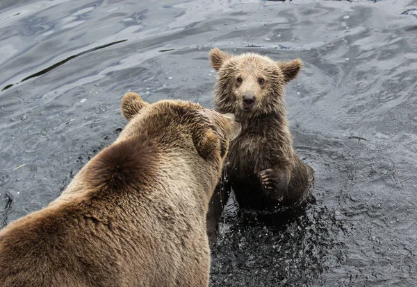 Leuke familie van bruine beer moeder beer en haar baby spelen in het donker water. Ursus arctos beringianus. Kamtsjatka Beer. — Stockfoto