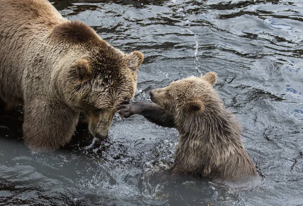 Cute family of brown bear mother bear and its baby playing in the dark water. Ursus arctos beringianus. Kamchatka bear.