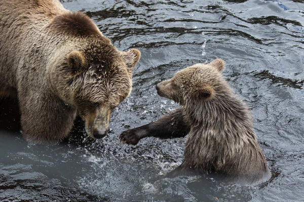 Leuke familie van bruine beer moeder beer en haar baby spelen in het donker water. Ursus arctos beringianus. Kamtsjatka Beer. — Stockfoto