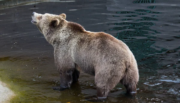 Close-up portret van het hoofd volwassen bruine beer zwemmen in het donkere water en schudden van het lichaam met veel spatten. Ursus arctos beringianus. Kamtsjatka Beer. — Stockfoto