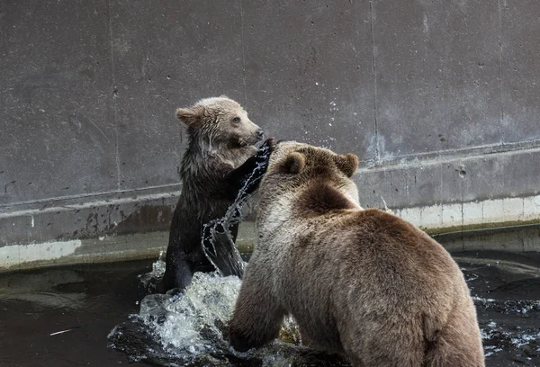 Cute family of brown bear mother bear and its baby playing in the dark water. Ursus arctos beringianus. Kamchatka bear.