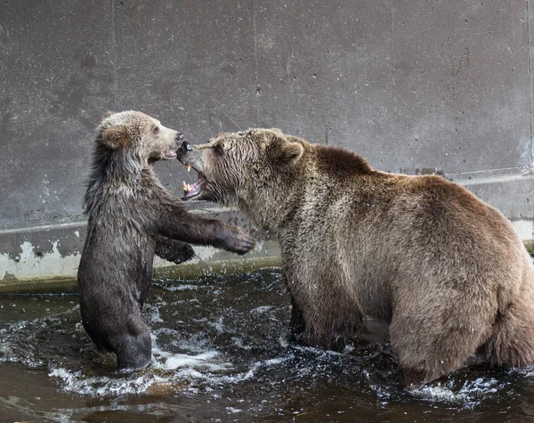 Cute family of brown bear mother bear and its baby playing in the dark water. Ursus arctos beringianus. Kamchatka bear.