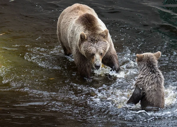 Leuke familie van bruine beer moeder beer en haar baby spelen in het donker water. Ursus arctos beringianus. Kamtsjatka Beer. — Stockfoto
