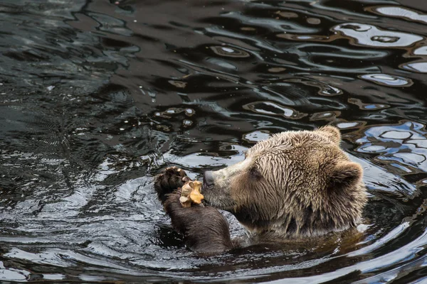 Close-up portret van het hoofd volwassen bruine beer zwemmen in het donkere water en knagen een bot. Ursus arctos beringianus. Kamtsjatka Beer. — Stockfoto