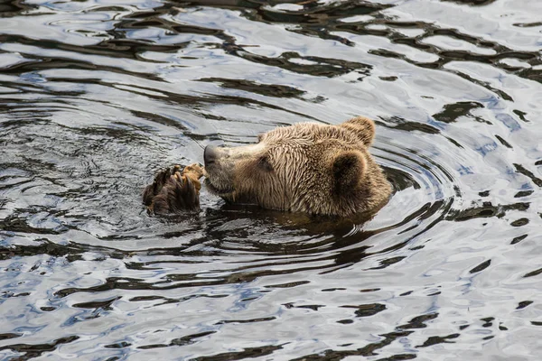 Zbliżenie portret głowy dorosły brązowy niedźwiedź pływanie w ciemnej wodzie i gryząc kości. Ursus arctos beringianus. Niedźwiedź Kamczatka. — Zdjęcie stockowe