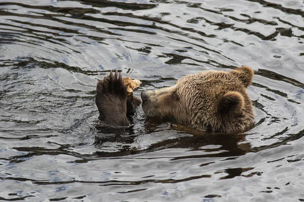 Close-up portret van het hoofd volwassen bruine beer zwemmen in het donkere water en knagen een bot. Ursus arctos beringianus. Kamtsjatka Beer. — Stockfoto