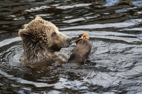 Close-up portret van het hoofd volwassen bruine beer zwemmen in het donkere water en knagen een bot. Ursus arctos beringianus. Kamtsjatka Beer. — Stockfoto