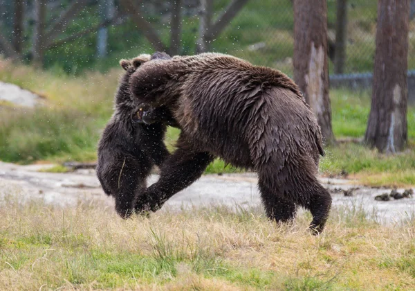 Cute family of brown bear mother bear and its baby cub playing in the grass. Ursus arctos beringianus. Kamchatka bear.