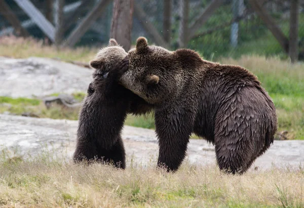 Leuke familie van bruine beer moeder beer en haar baby Cub spelen in het gras. Ursus arctos beringianus. Kamtsjatka Beer. — Stockfoto