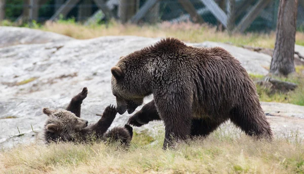 草の中で遊ぶヒグマの母クマとその赤ちゃんのカブのかわいい家族。ウルサス・アークトス・ベリンギアナスカムチャツカクマ. — ストック写真
