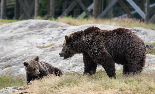 Cute family of brown bear mother bear and its baby cub playing in the grass. Ursus arctos beringianus. Kamchatka bear.