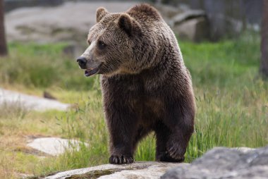 Büyük yetişkin kahverengi ayı closeup portre ilgi ile bakıyor. Ursus arctos beringianus. Kamçatka ayısı.
