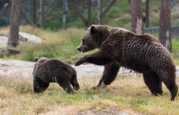 草の中で遊ぶヒグマの母クマとその赤ちゃんのカブのかわいい家族。ウルサス・アークトス・ベリンギアナスカムチャツカクマ. — ストック写真